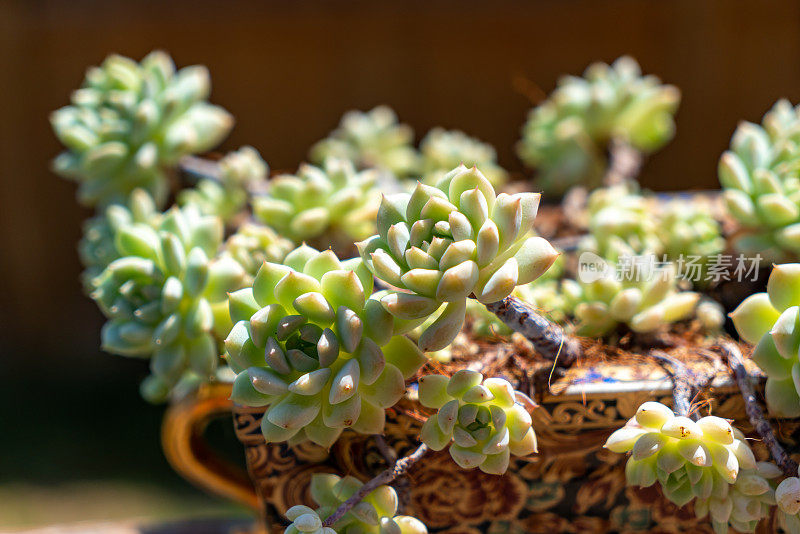 葡萄藤'A Grim One' - Echeveria elegans prolifica - Mexican Snowball -多肉植物